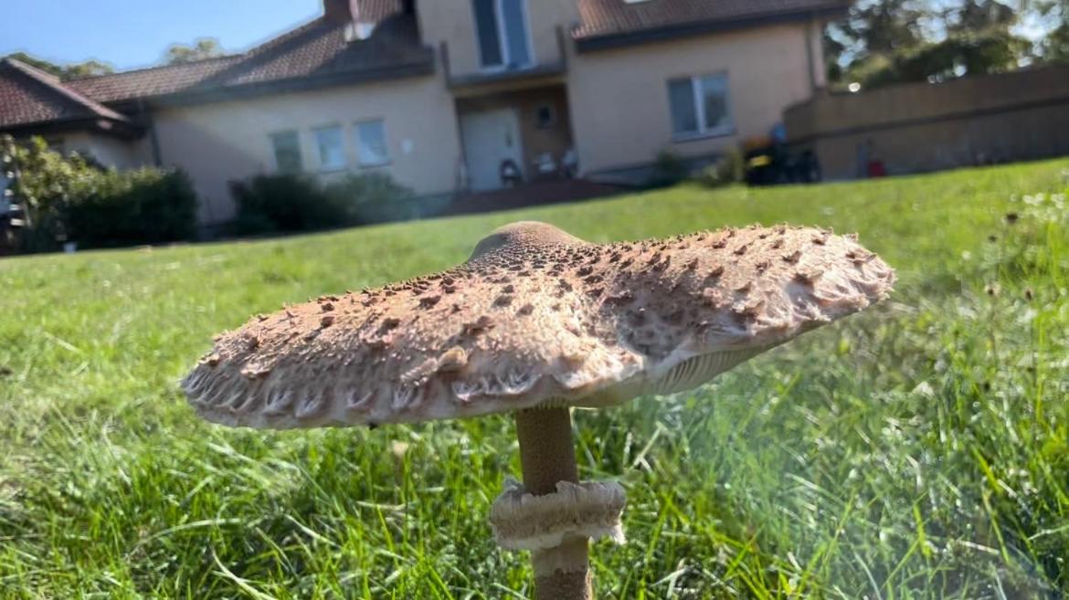 Farm stay Kopice 